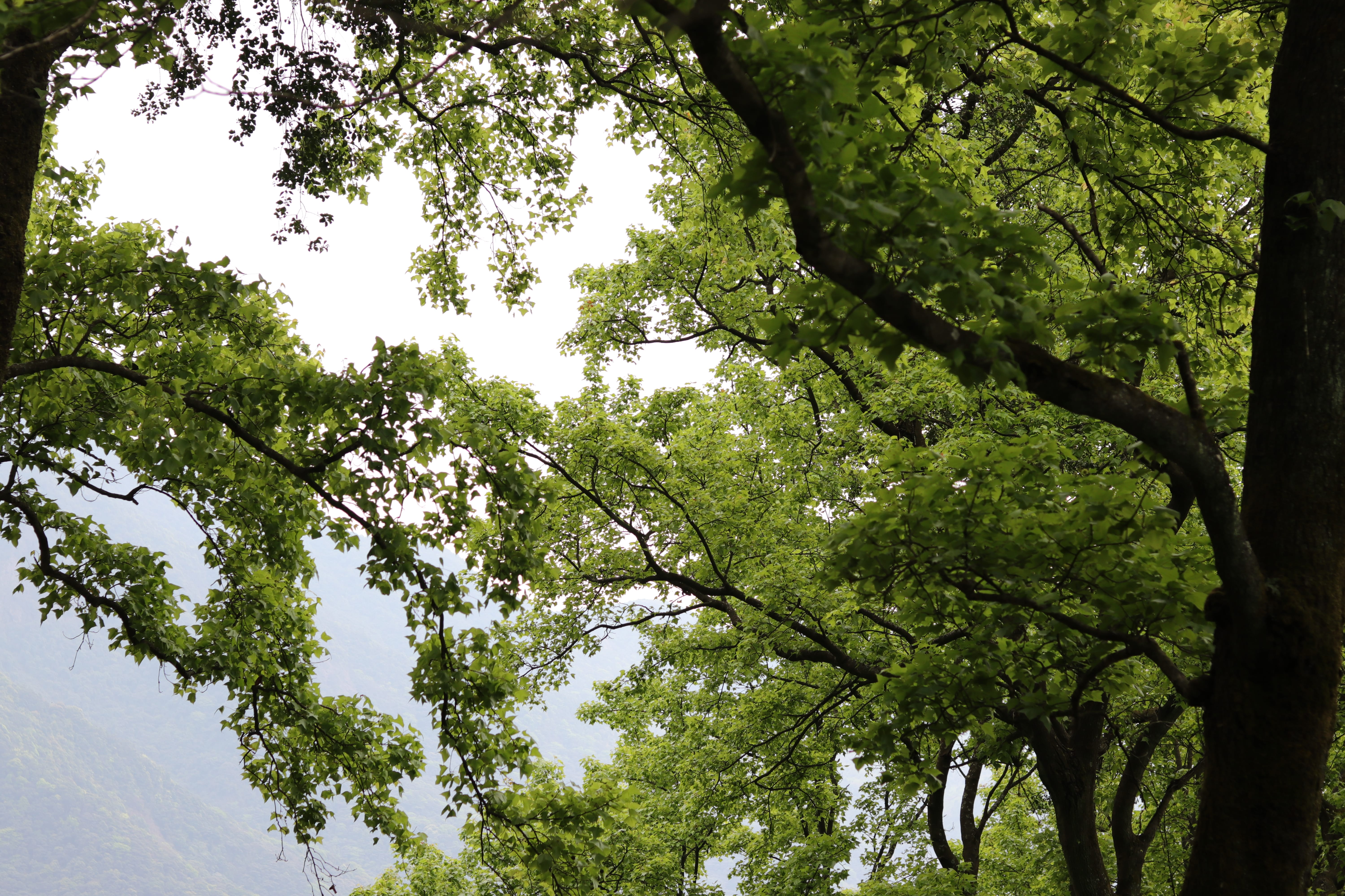 20200314151014_IMG_0664