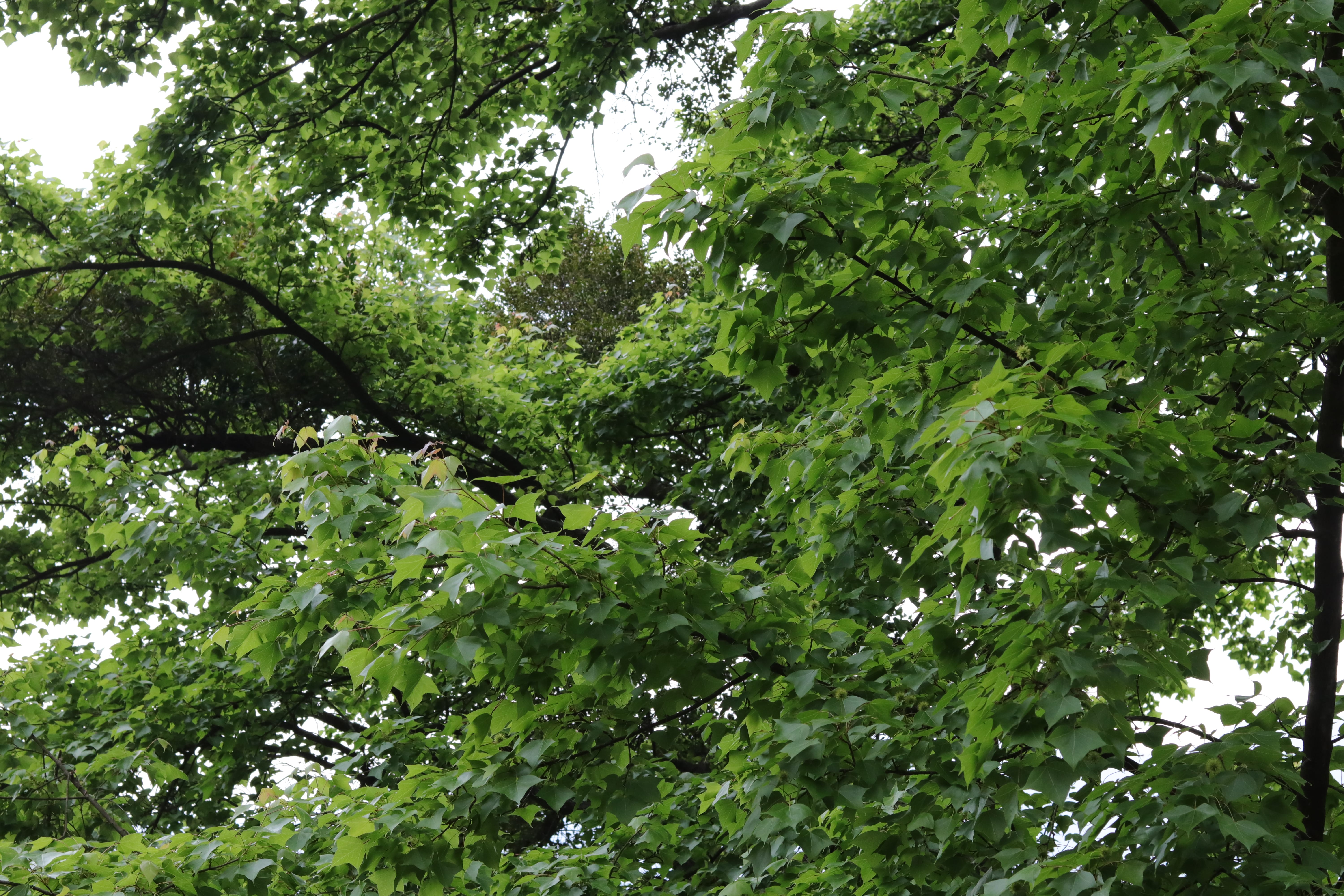 20200314151221_IMG_0665