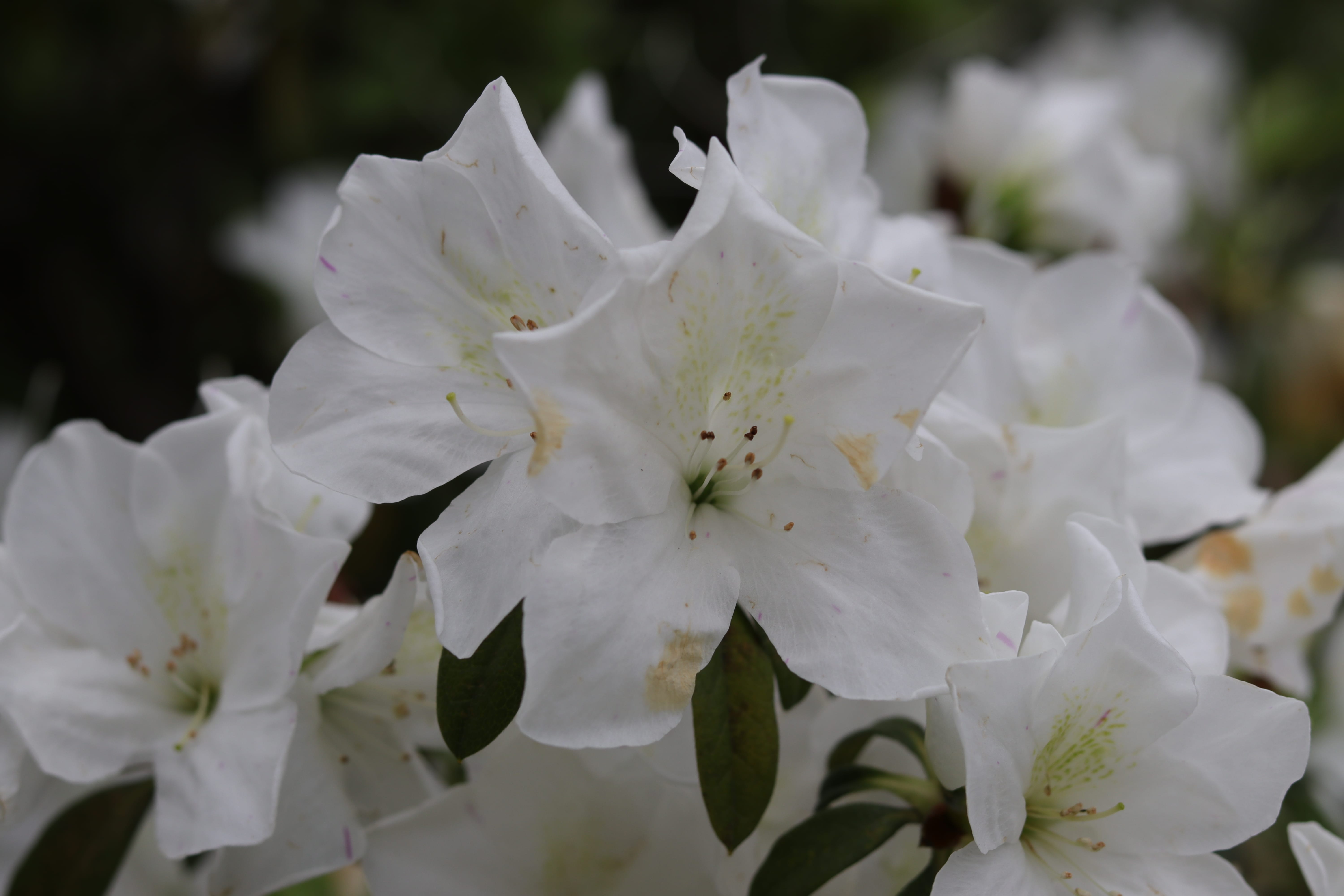 20200314154212_IMG_0676