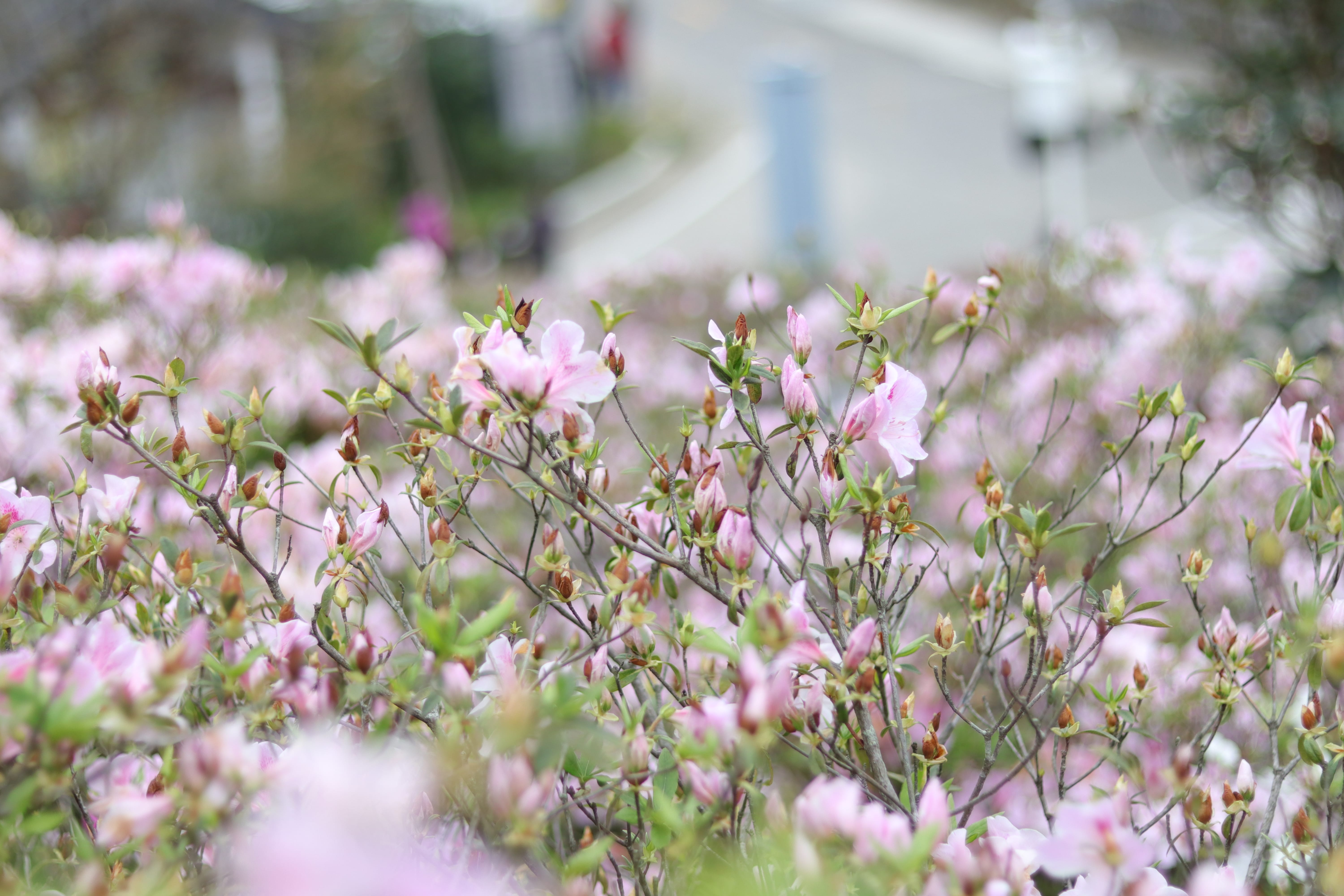 20200314154658_IMG_0683