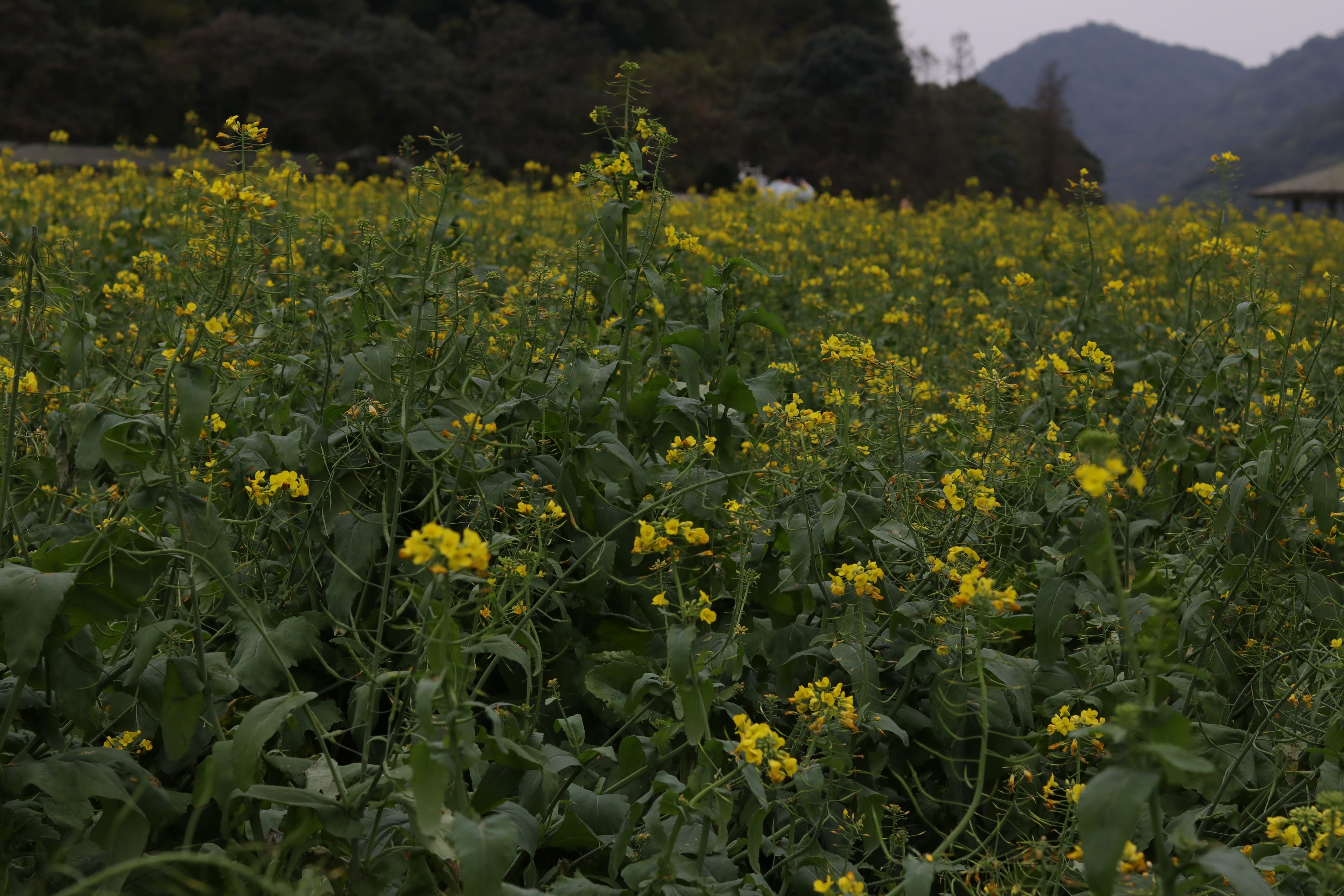 20200314172137_IMG_0707