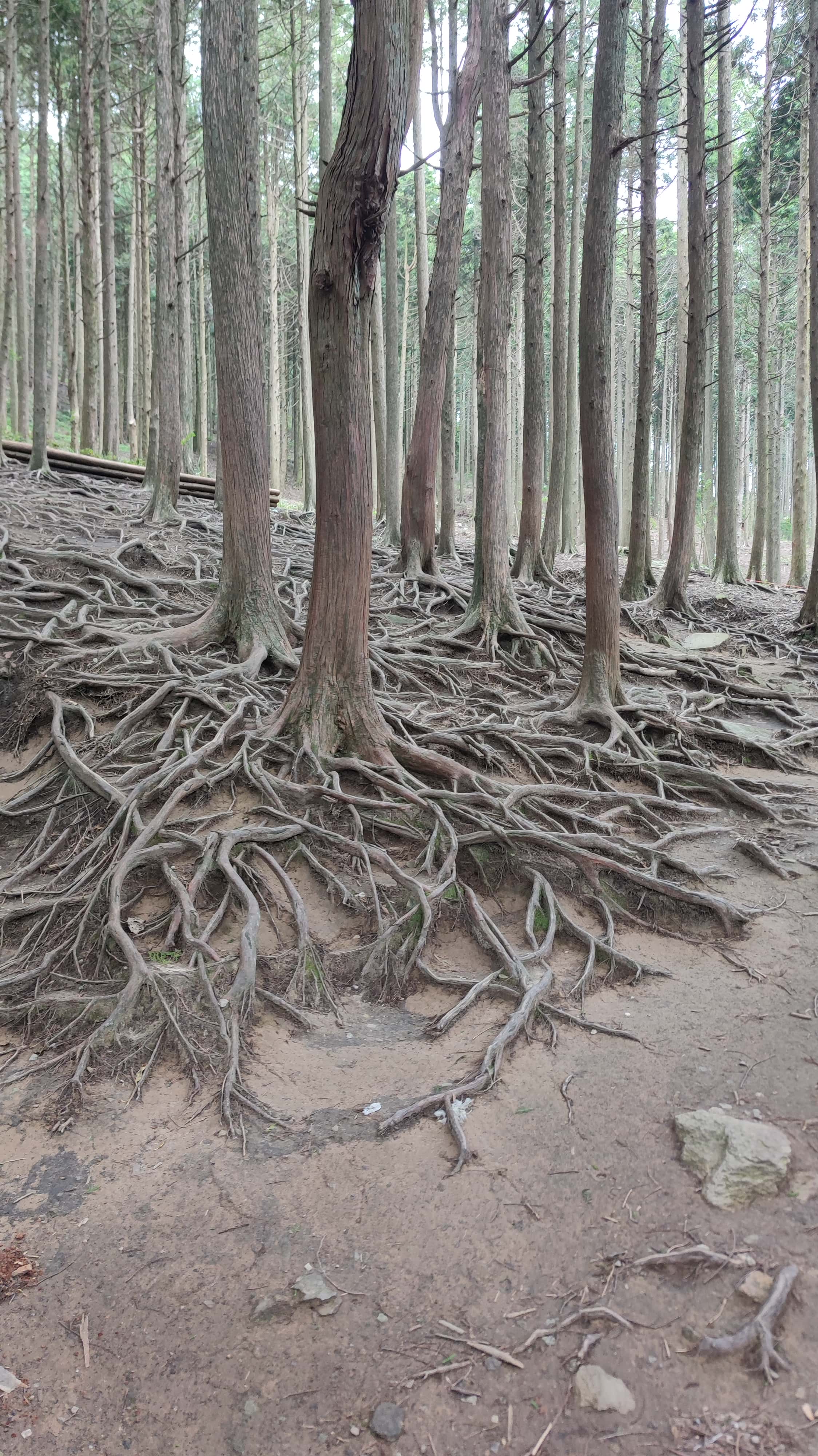 MVIMG_20250710_083324